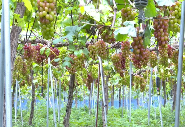 《中安在線》10月10日報道：埇橋區(qū)：“半路出家”種葡萄 闖出甜蜜致富路